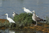 1cy fuscus in August, ringed in Finland. (81365 bytes)